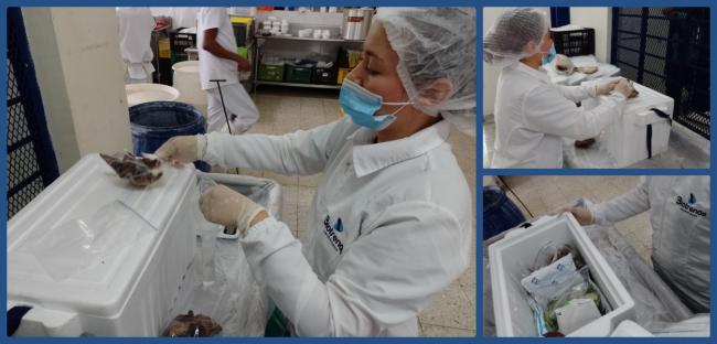 Collage: toma de muestras de alimentos por parte de Biotrends